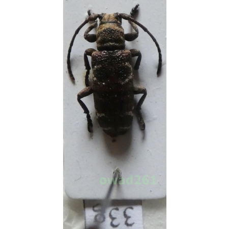 Apomecyna mindanaonis Breuning, 1980 Philippines33g